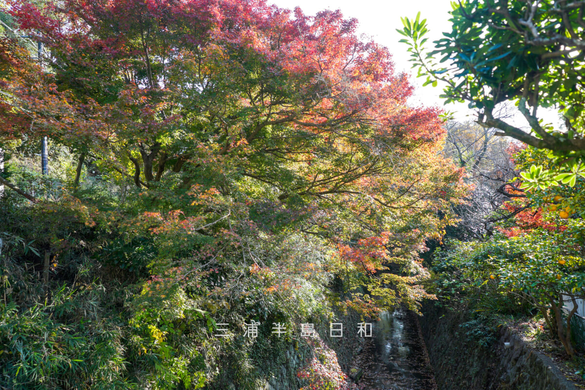 理智光寺橋より紅葉が色づきはじめた下流方面を望む（撮影日：2025.11.28）