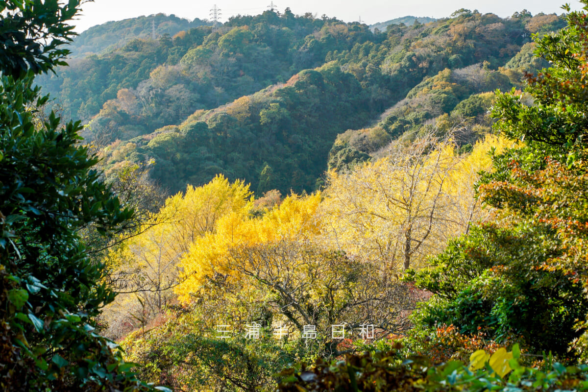 獅子舞谷の黄葉(撮影日:2025.11.28)