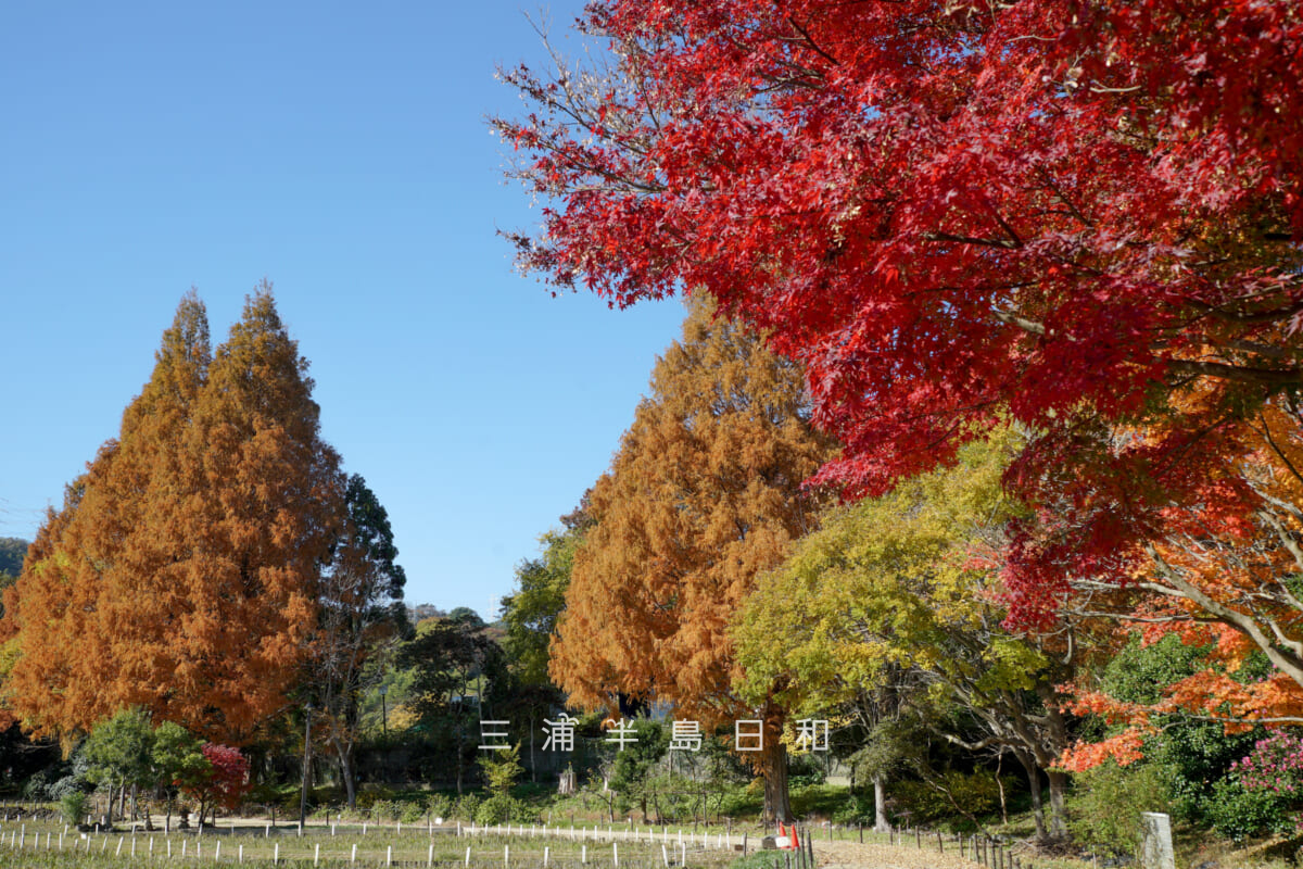 横須賀しょうぶ園・モミジとメタセコイアの紅葉(撮影日:2025.11.28)