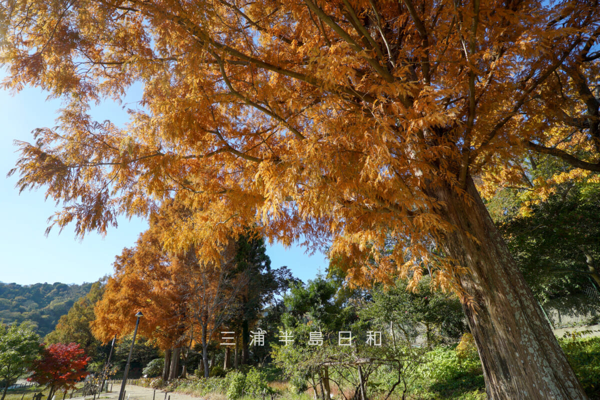 横須賀しょうぶ園・メタセコイアの紅葉(撮影日:2025.11.28)