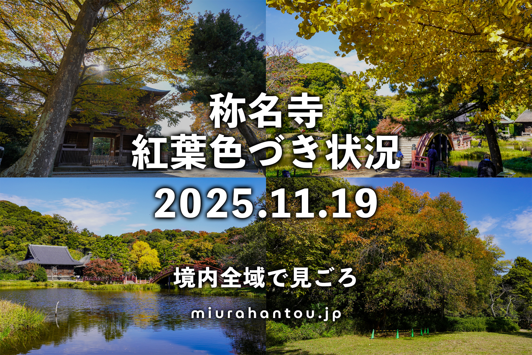称名寺・紅葉色づき状況（撮影日：2025.11.19）