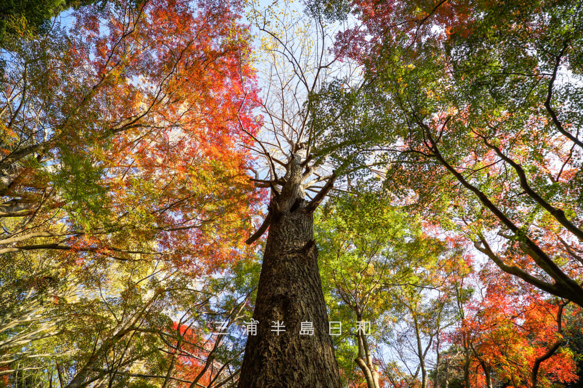 獅子舞(獅子舞谷)・落葉したイチョウの木と色づきはじめのモミジを見上げる(撮影日:2025.11.28)
