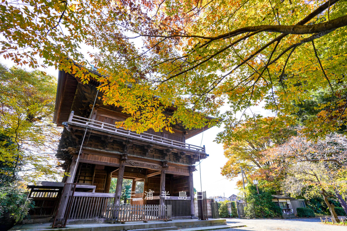 称名寺・仁王門とケヤキの紅葉（撮影日：2025.11.19）