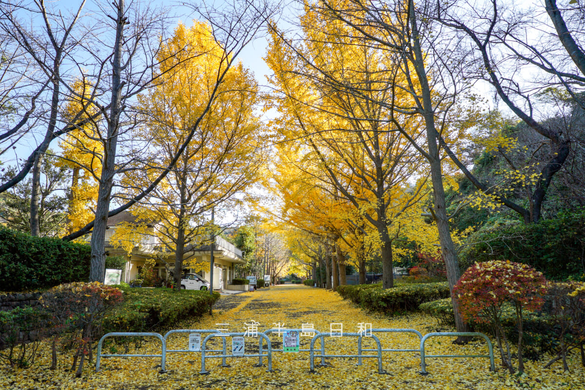 南郷上ノ山公園・イチョウ並木を公園入口付近より望む(撮影日:2025.11.28)