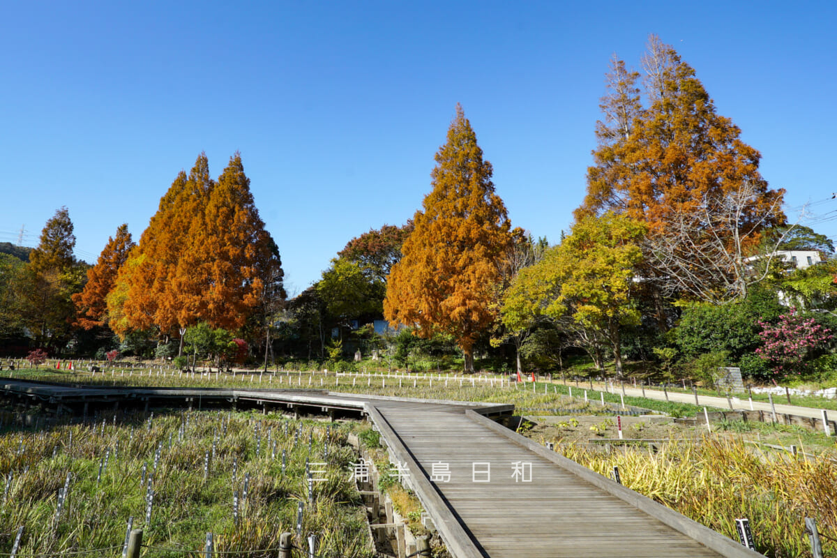 横須賀しょうぶ園・管理棟横より紅葉したメタセコイア並木を望む(撮影日:2025.11.28)