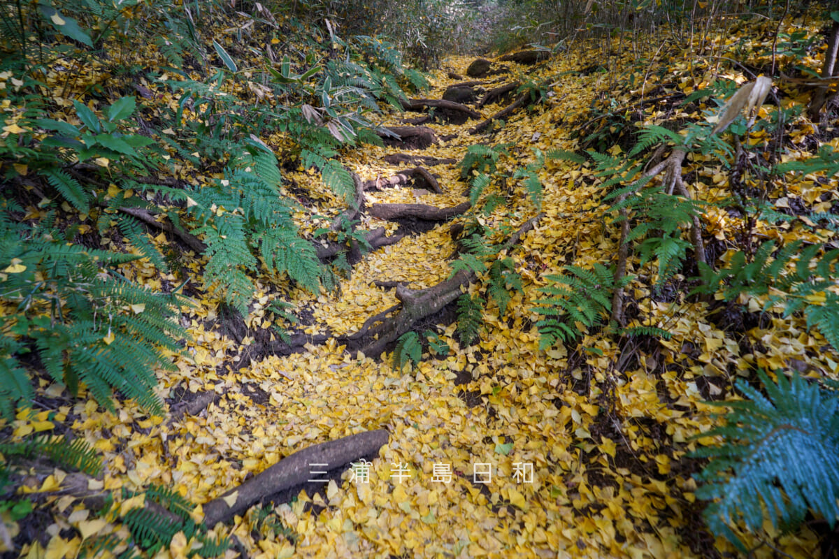 獅子舞(獅子舞谷)・イチョウの落葉(撮影日:2025.11.28)