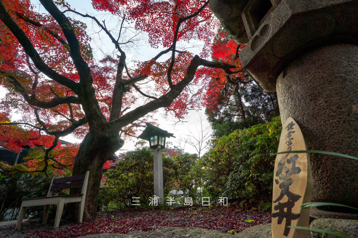 鎌倉宮(大塔宮)・「鎌倉宮の紅天井」(撮影日:2025.11.28)