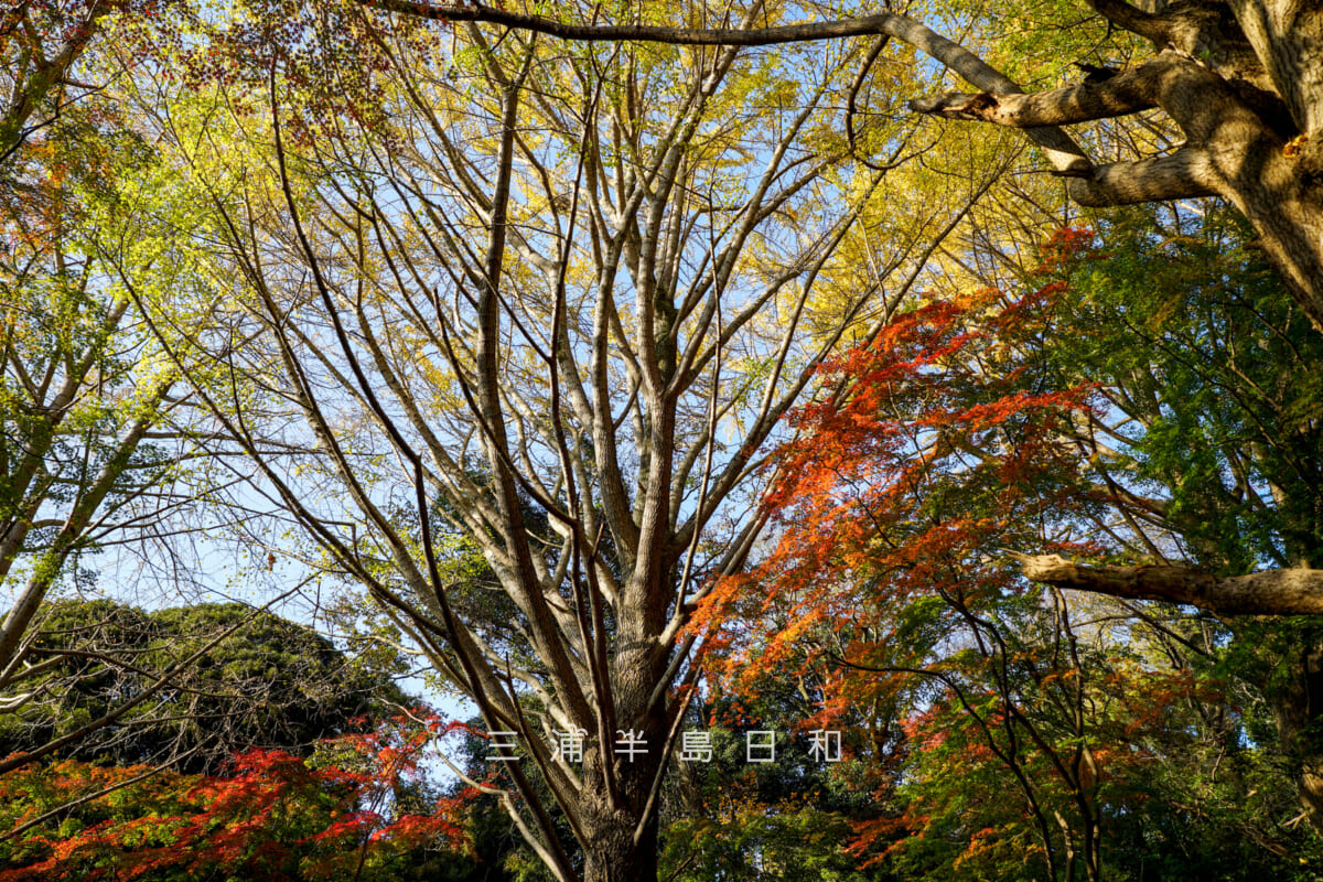 獅子舞(獅子舞谷)・落葉したイチョウの木と色づきはじめのモミジ(撮影日:2025.11.28)