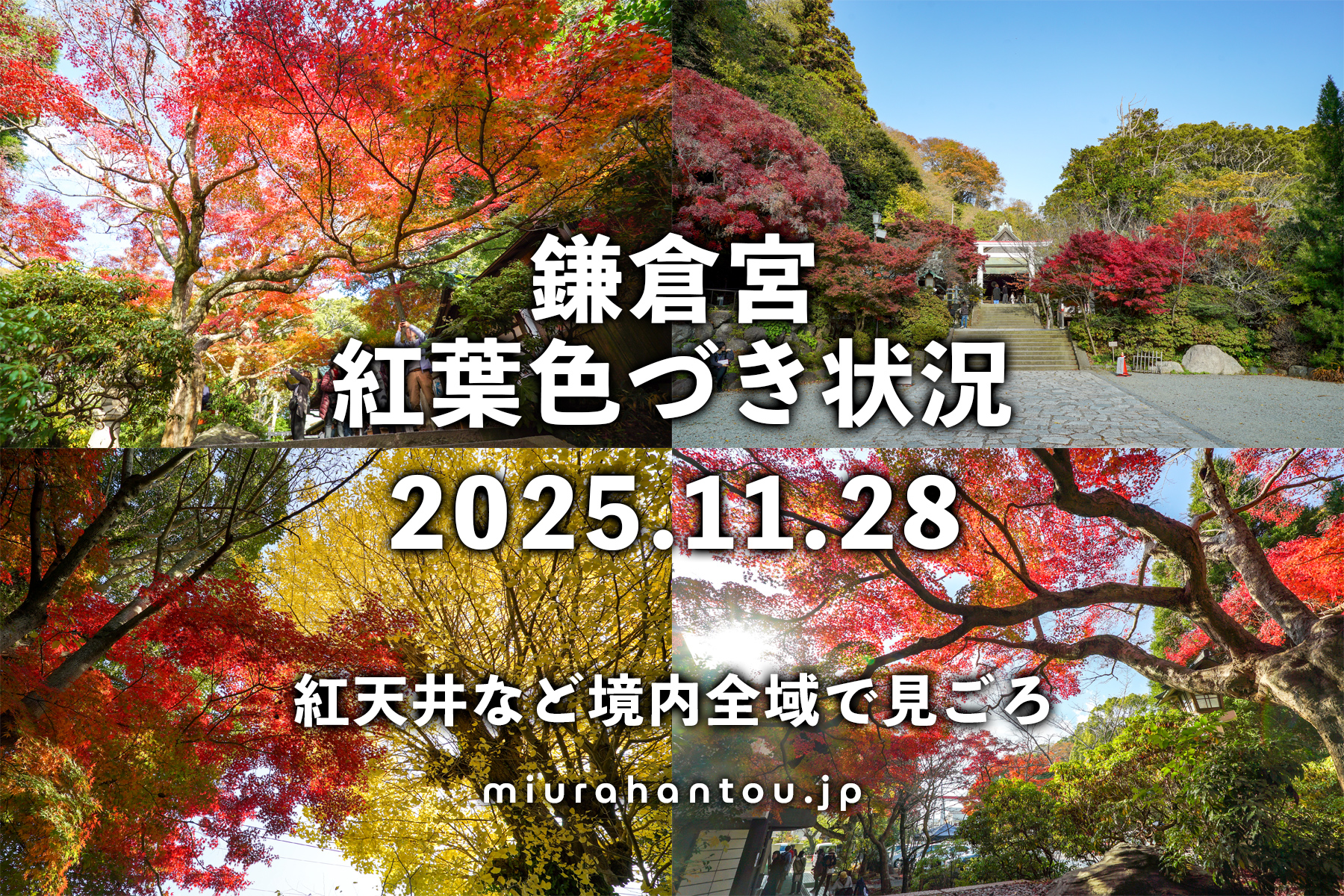 鎌倉宮・紅葉色づき状況（撮影日：2025.11.28）