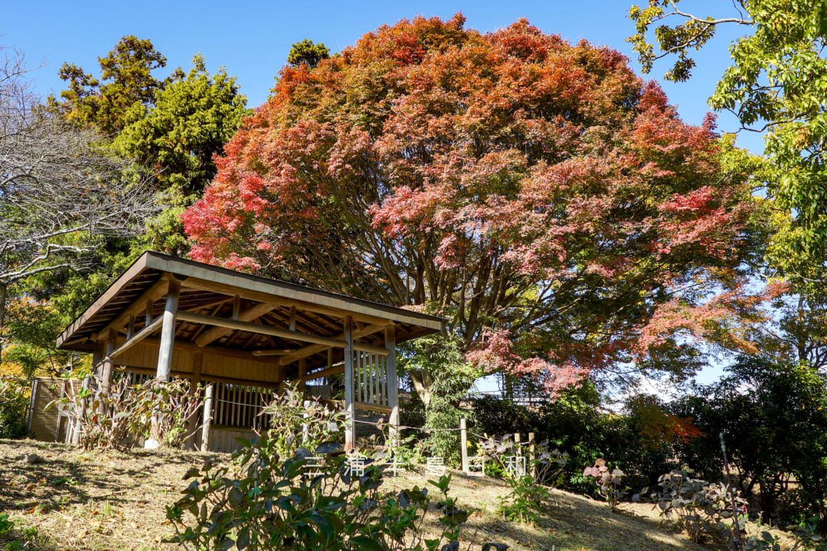 横須賀しょうぶ園・東屋横のモミジの大木(撮影日:2025.11.28)