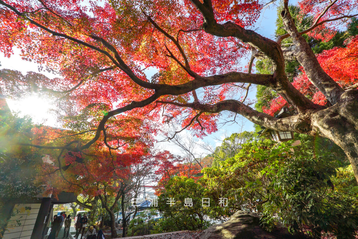 鎌倉宮(大塔宮)・「紅天井」の紅葉を社務所側より望む(撮影日:2025.11.28)