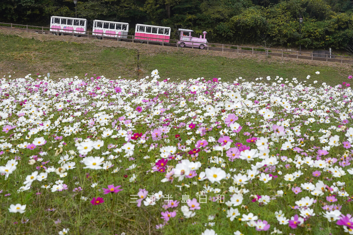 くりはま花の国・コスモス園よりフラワートレインを望む（撮影日：2025.11.19）