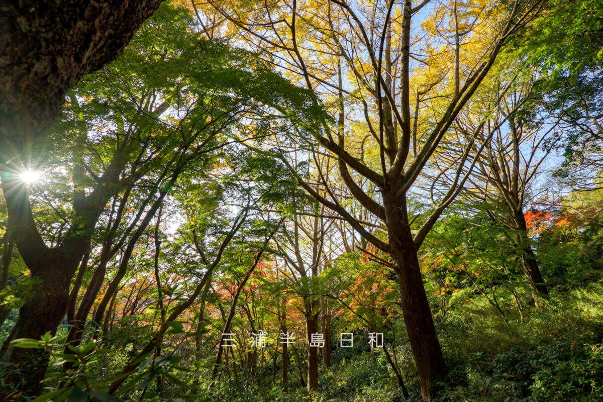 獅子舞(獅子舞谷)・紅葉スポット上部より見下ろす(撮影日:2025.11.28)