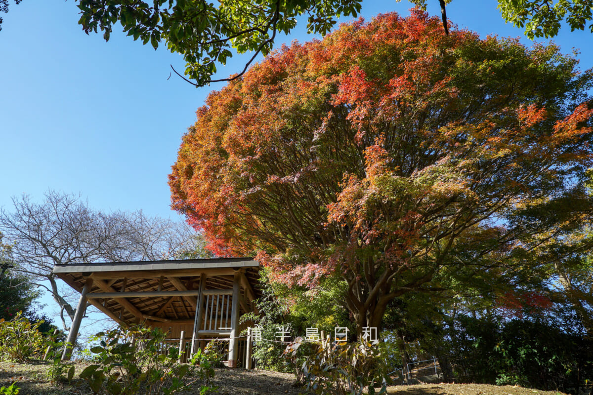 横須賀しょうぶ園・紅葉した東屋横モミジの大木(撮影日:2025.11.28)