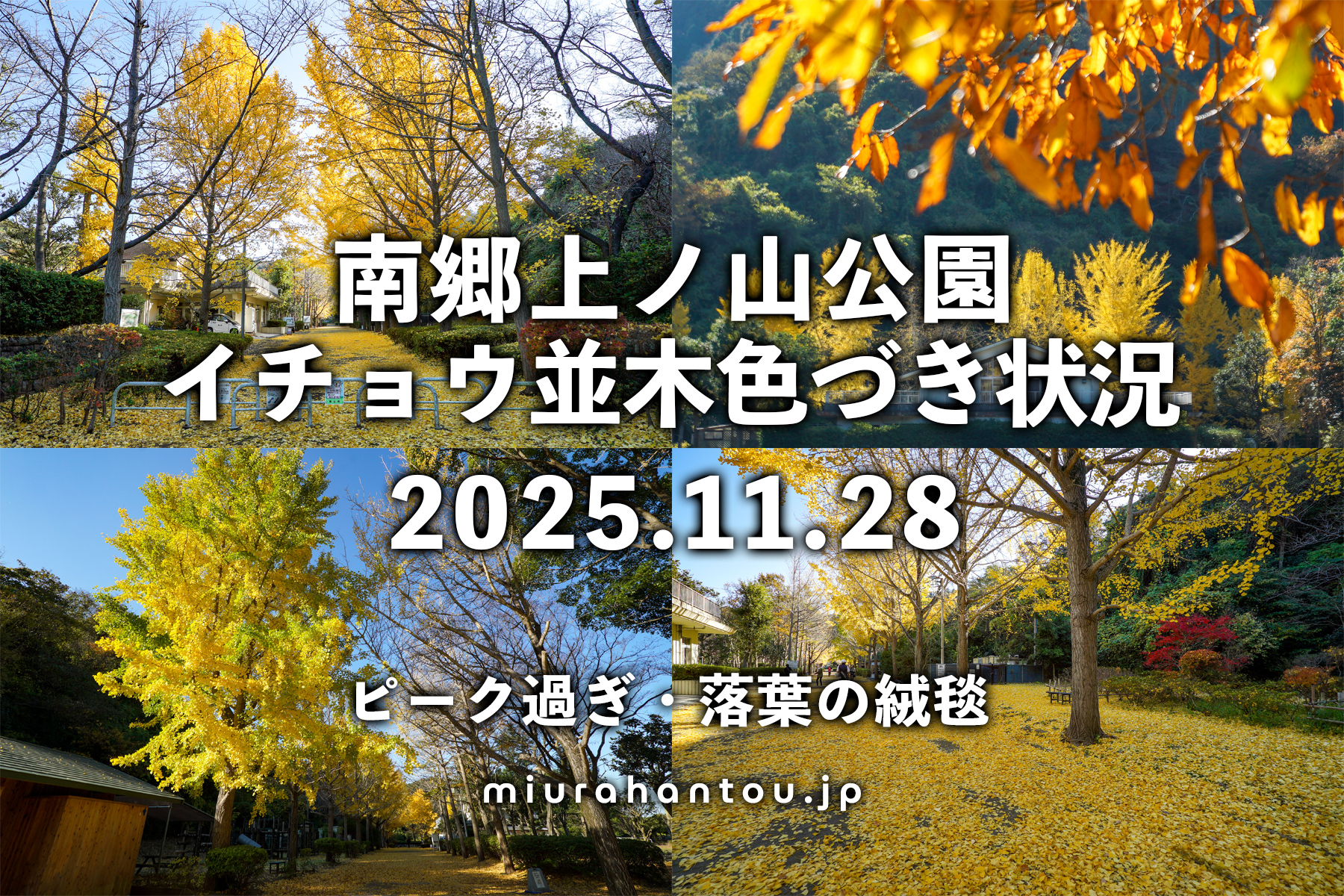 南郷上ノ山公園・イチョウ色づき状況（撮影日：2025.11.28）