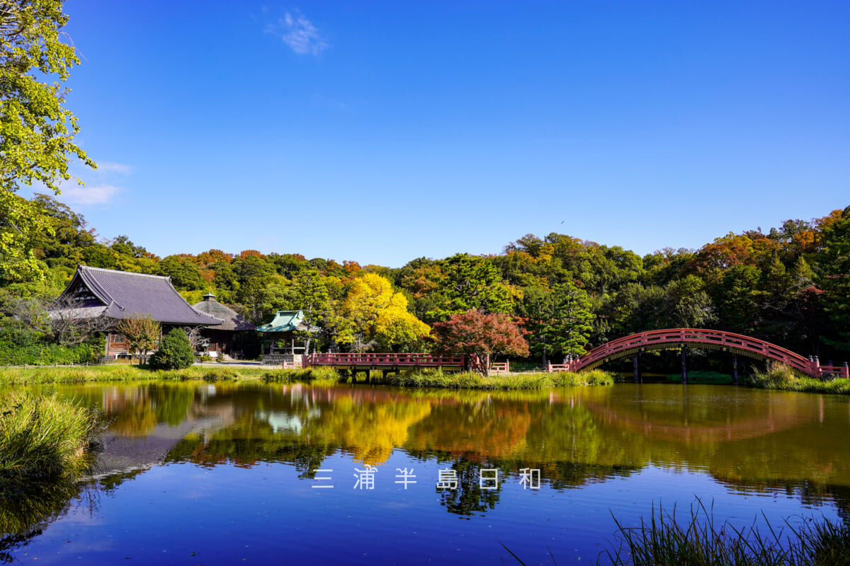 称名寺・晩秋の金堂や反橋方面を望む(撮影日:2025.11.19)