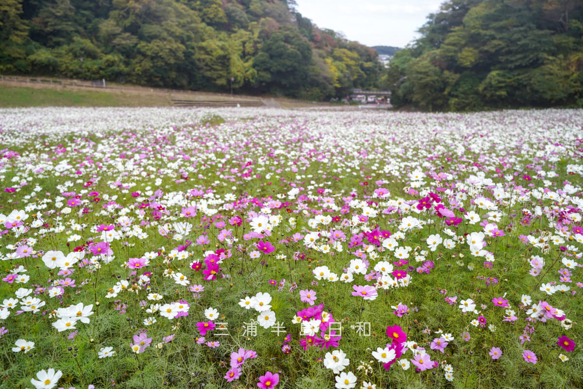 くりはま花の国-コスモス園・中央付近のセンセーション（撮影日：2025.11.19）