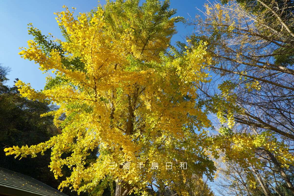 南郷上ノ山公園・イチョウ並木の毎年遅れて色づく個体(撮影日:2025.11.28)