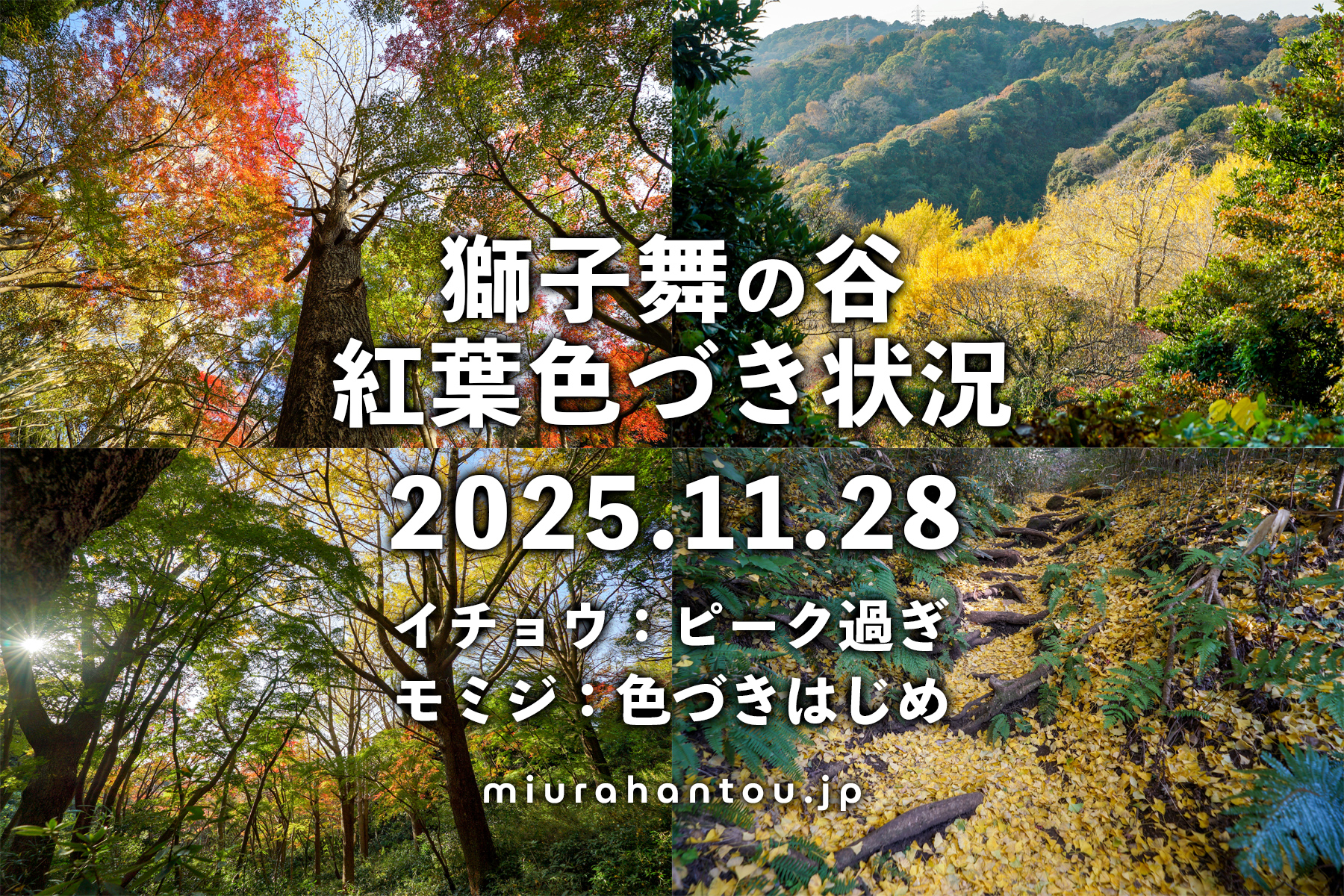 獅子舞（獅子舞谷）・紅葉色づき状況（撮影日：2025.11.28）