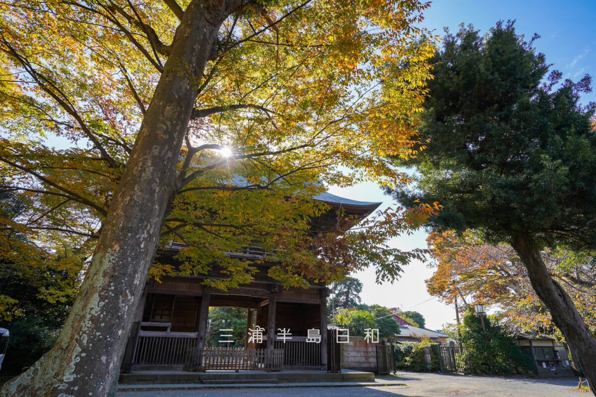 称名寺・ケヤキの紅葉と仁王門(撮影日:2025.11.19)