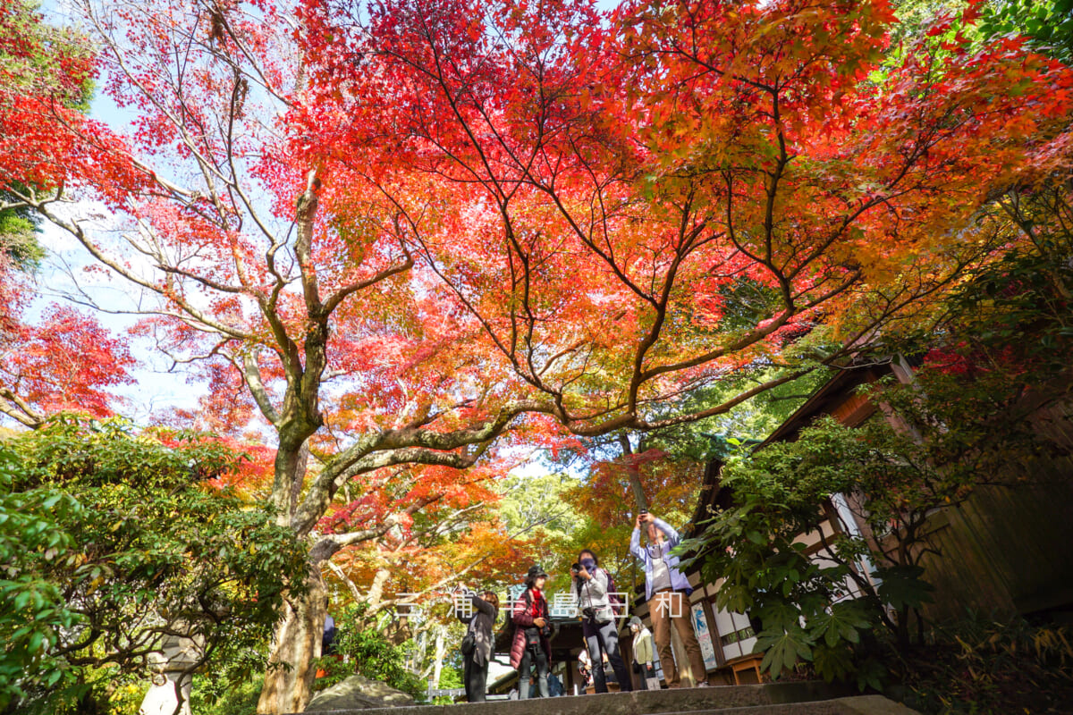 鎌倉宮(大塔宮)・社務所前の紅葉「紅天井」を下から見上げる(撮影日:2025.11.28)