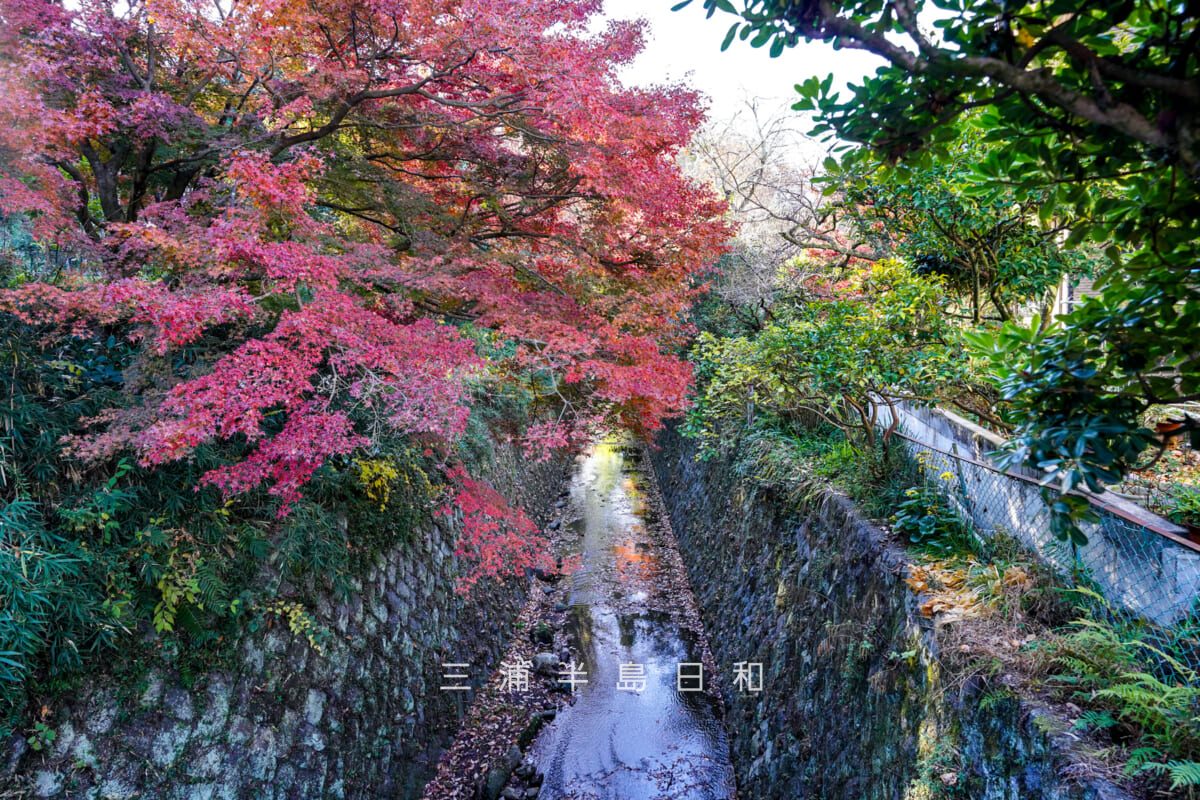 理智光寺橋より紅葉が色づく下流方面を望む(撮影日:2024.12.18)