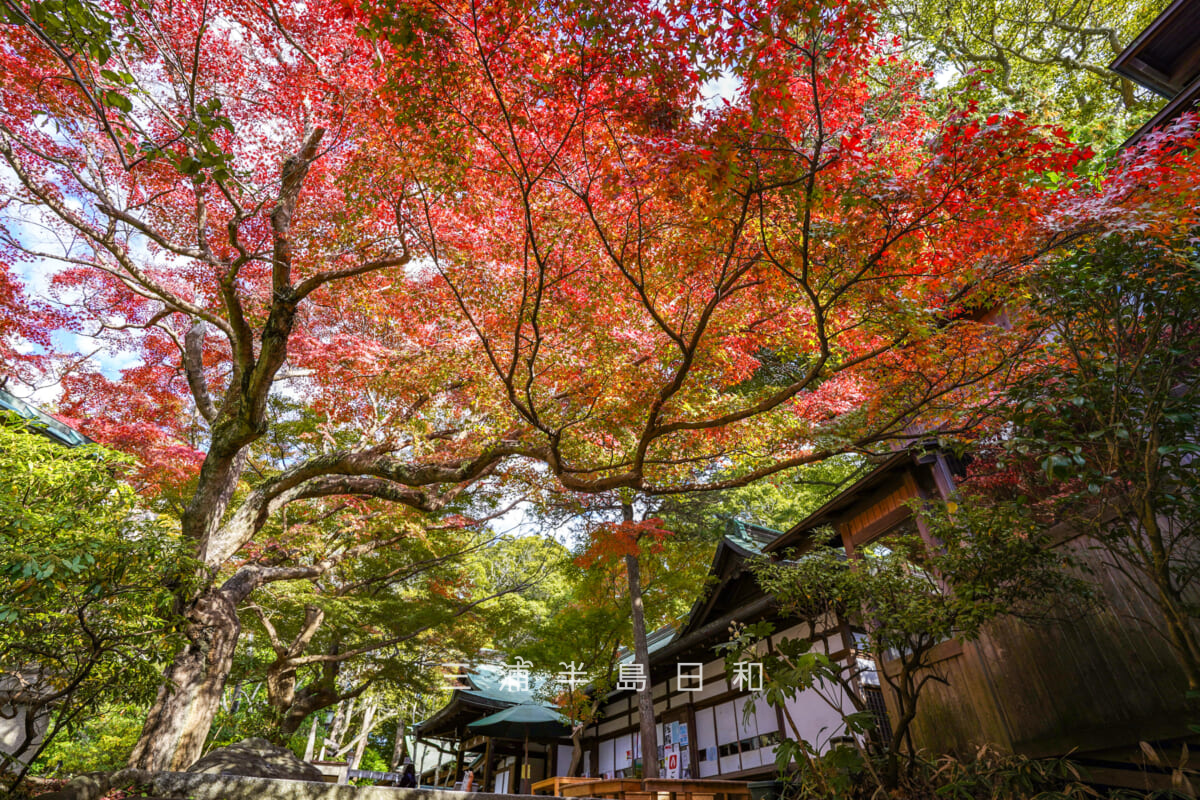 鎌倉宮（大塔宮）・社務所前の紅葉「紅天井」（撮影日：2023.12.01）