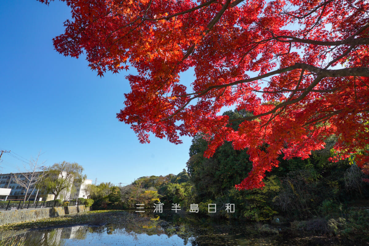 横須賀しょうぶ園・すいれん池横のモミジの紅葉(撮影日:2025.11.28)