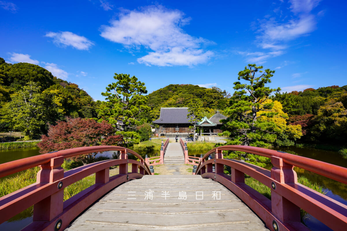 称名寺・反橋上から見た中島、平橋、金堂（撮影日：2025.11.19）