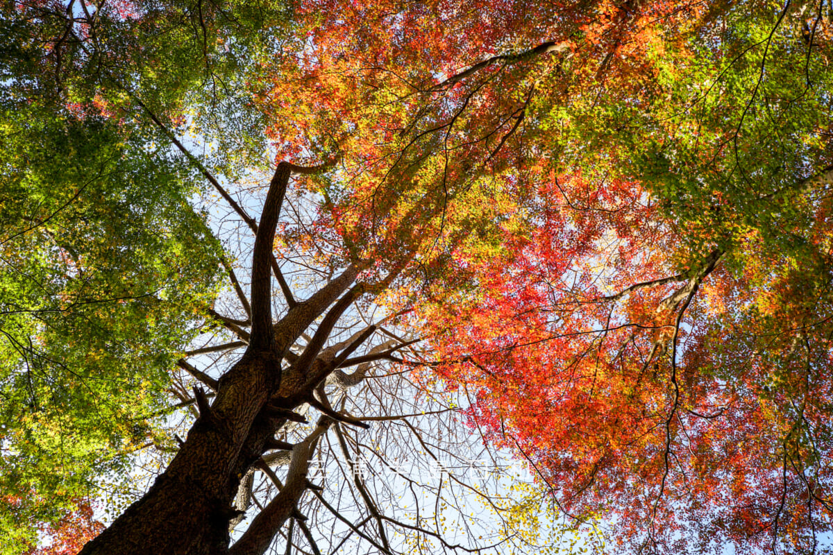 獅子舞(獅子舞谷)・色づきはじめたモミジのグラデーション(撮影日:2025.11.28)