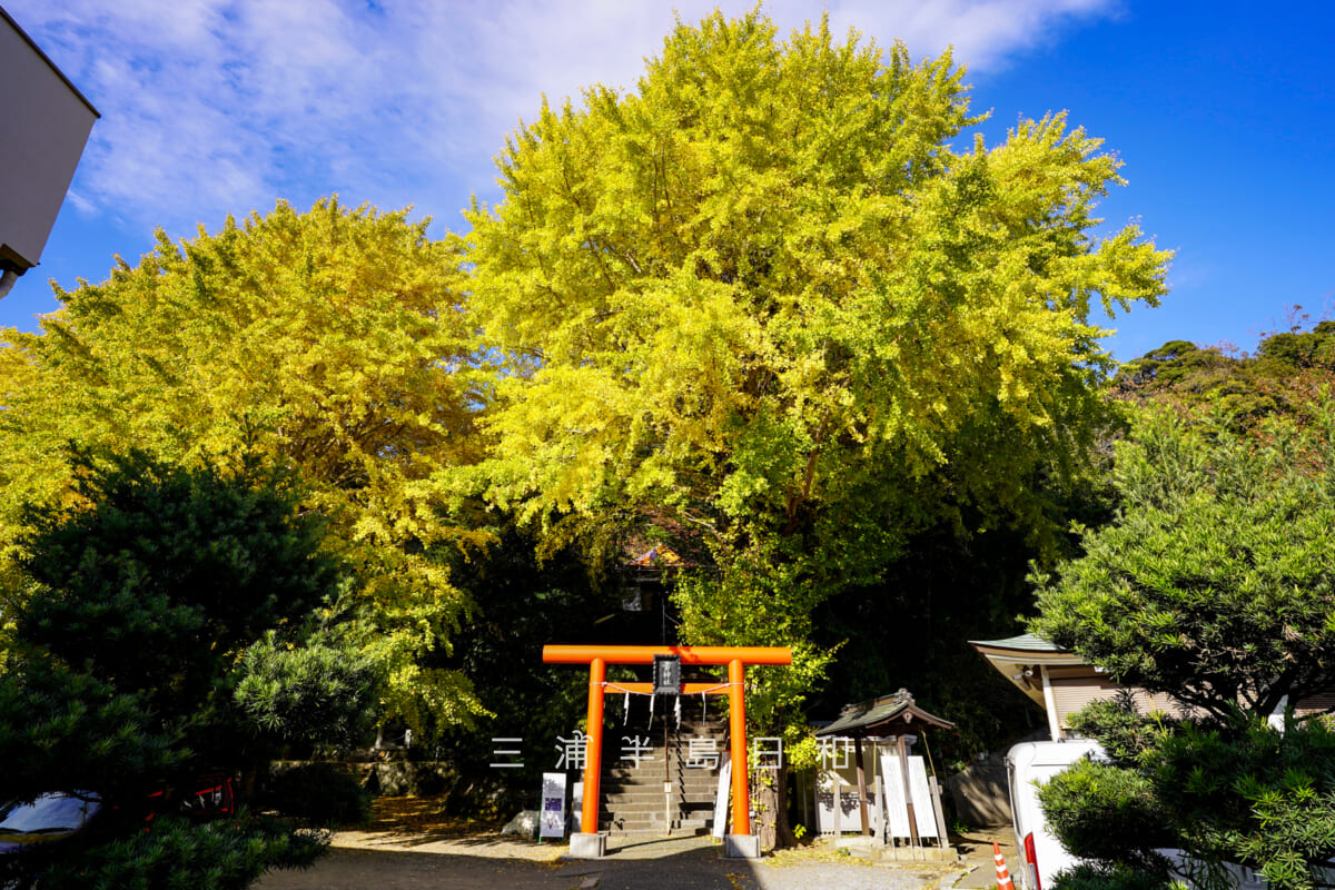 雷神社・大銀杏の黄葉（撮影日：2025.11.19）