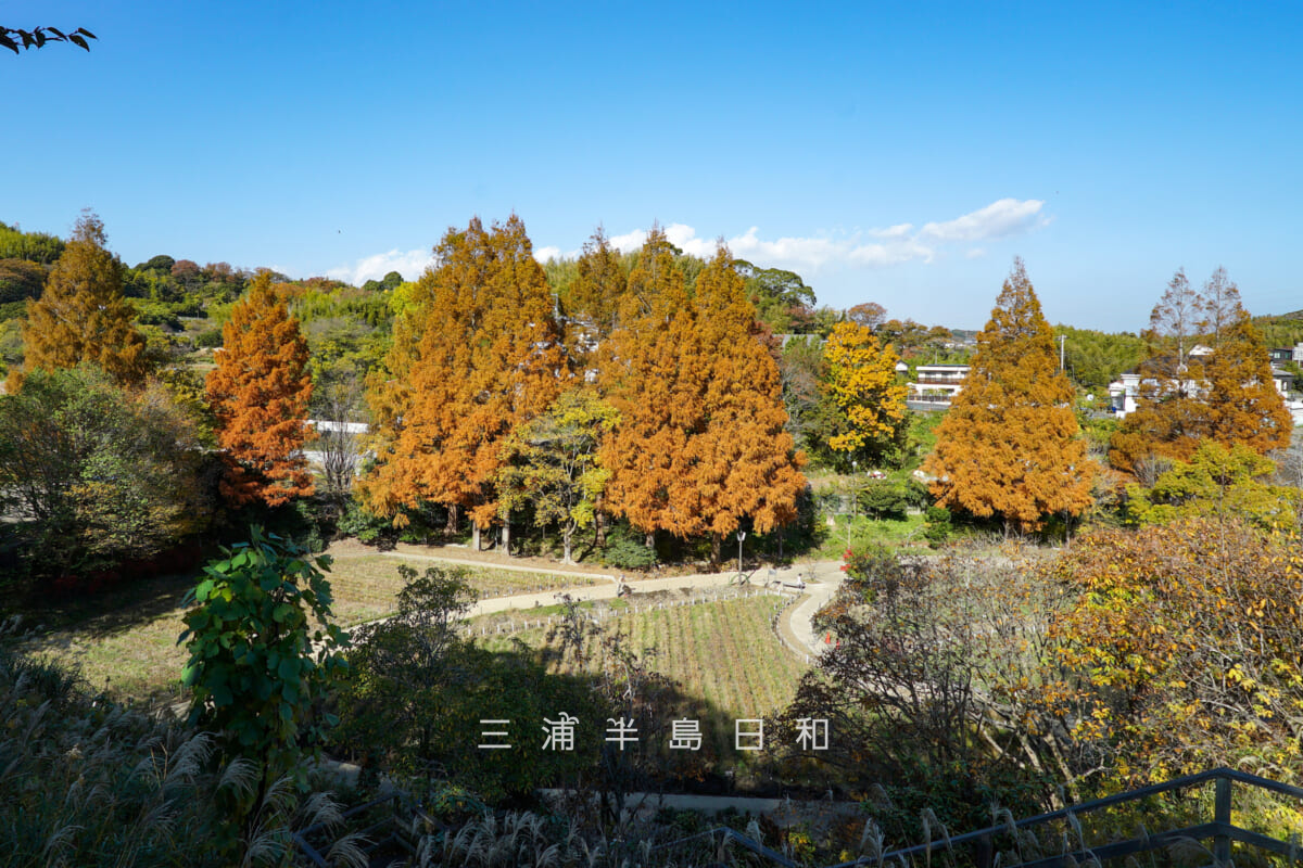 横須賀しょうぶ園・展望台より紅葉したメタセコイア並木を望む(撮影日:2025.11.28)