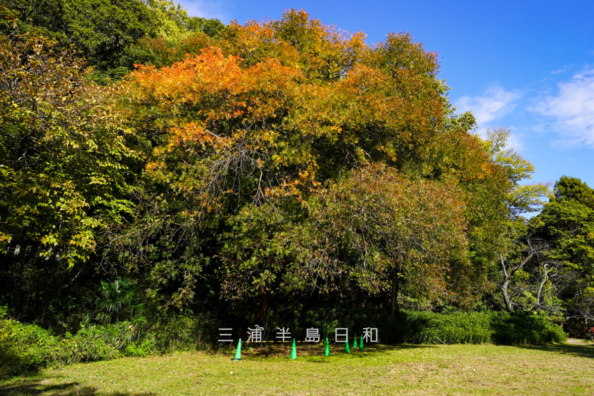 称名寺・晩秋のカイノキ(楷の木、孔子の木)の紅葉(撮影日:2025.11.19)