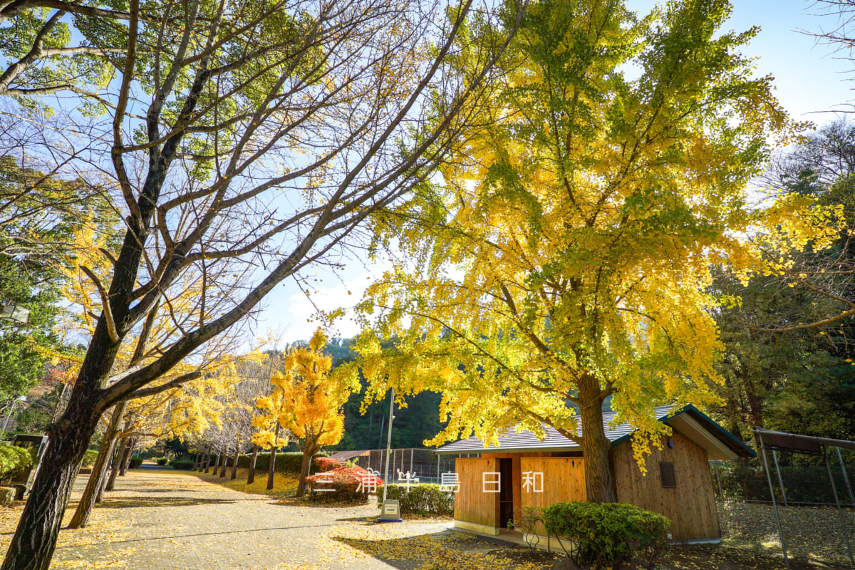 南郷上ノ山公園・イチョウ並木中央付近より並木道後方を望む(撮影日:2025.11.28)