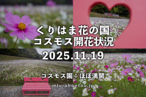 くりはま花の国・コスモス開花状況（撮影日：2025.11.19）