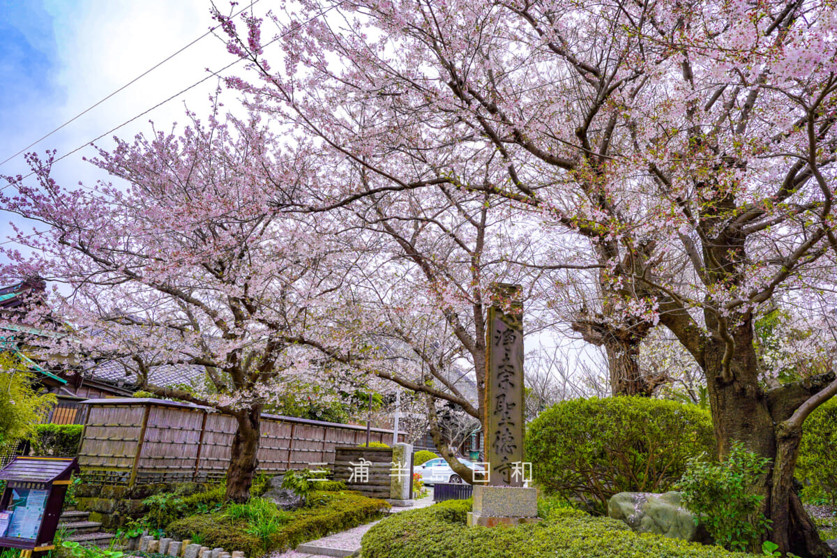 聖徳寺・門前の桜（撮影日：2022.04.05）