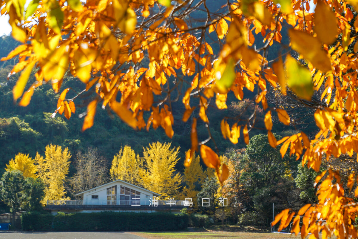 南郷上ノ山公園・管理棟とイチョウ並木をグラウンド越しに望む(撮影日:2025.11.28)