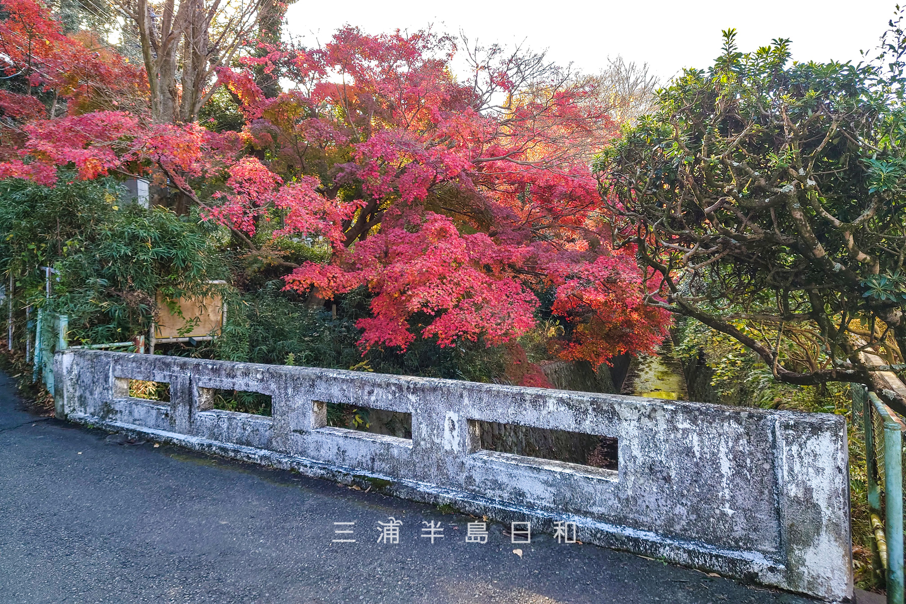 理智光寺橋の紅葉（撮影日：2022.12.15）