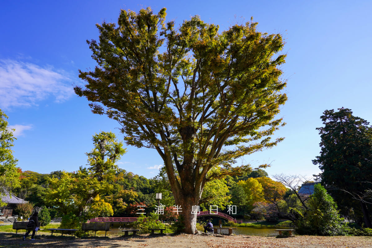 称名寺・県立金沢文庫側のケヤキの大木(撮影日:2025.11.19)