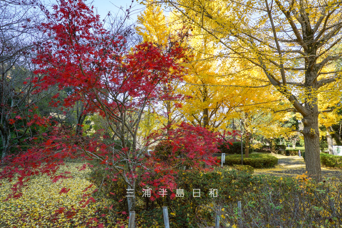 南郷上ノ山公園・モミジとイチョウのコントラスト(撮影日:2025.11.28)
