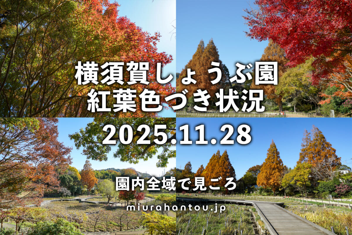 横須賀しょうぶ園・紅葉色づき状況（撮影日：2025.11.28）