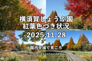 横須賀しょうぶ園・紅葉色づき状況（撮影日：2025.11.28）