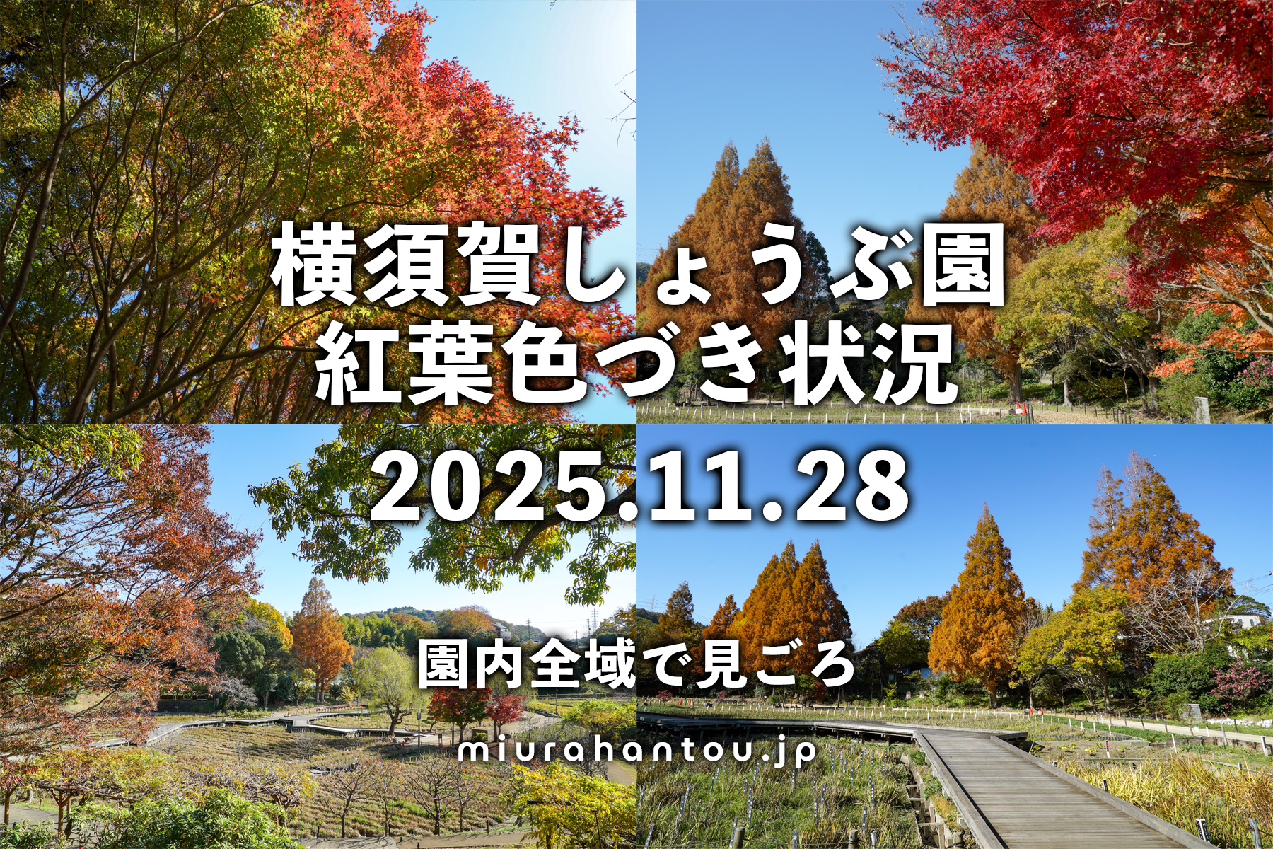 横須賀しょうぶ園・紅葉色づき状況（撮影日：2025.11.28）