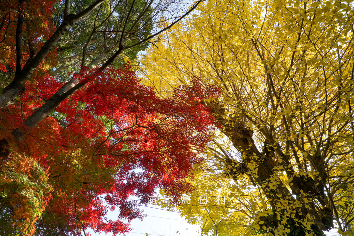 鎌倉宮(大塔宮)・トイレ脇のイチョウとモミジを見上げる(撮影日:2025.11.28)
