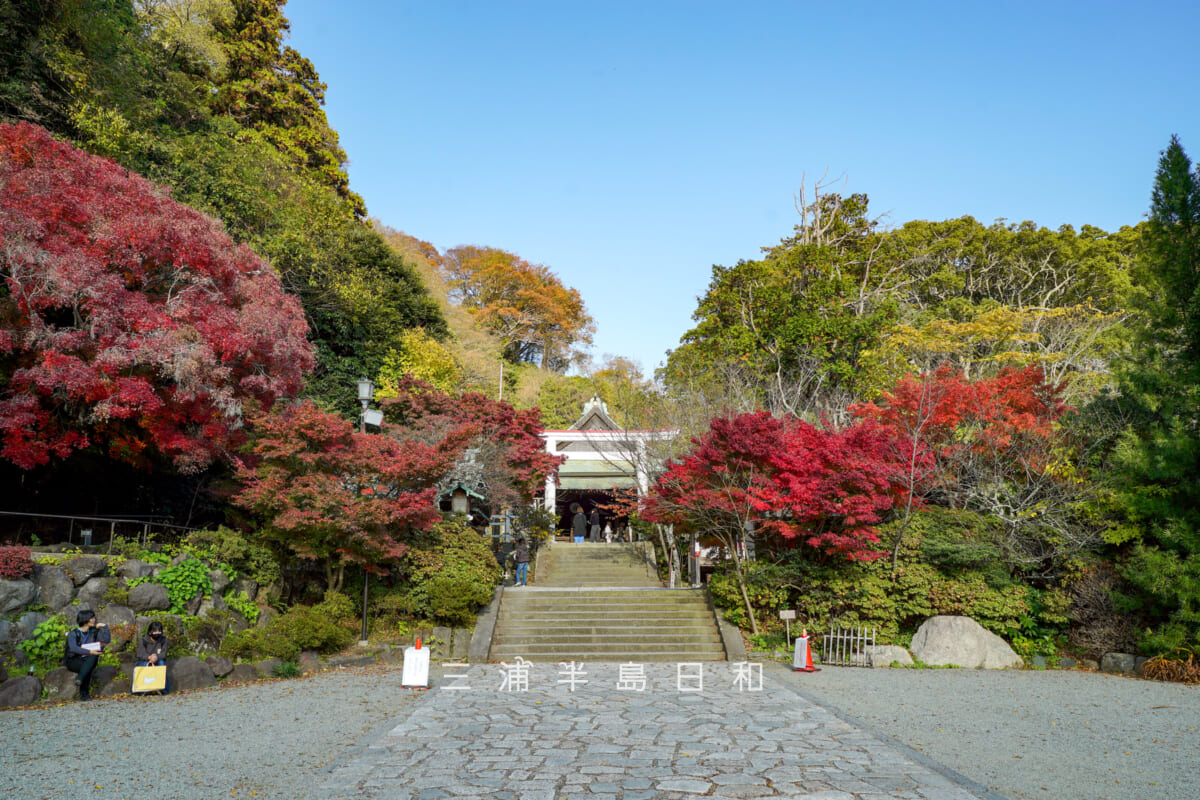 鎌倉宮（大塔宮）・紅葉の頃の境内（撮影日：2025.11.28）