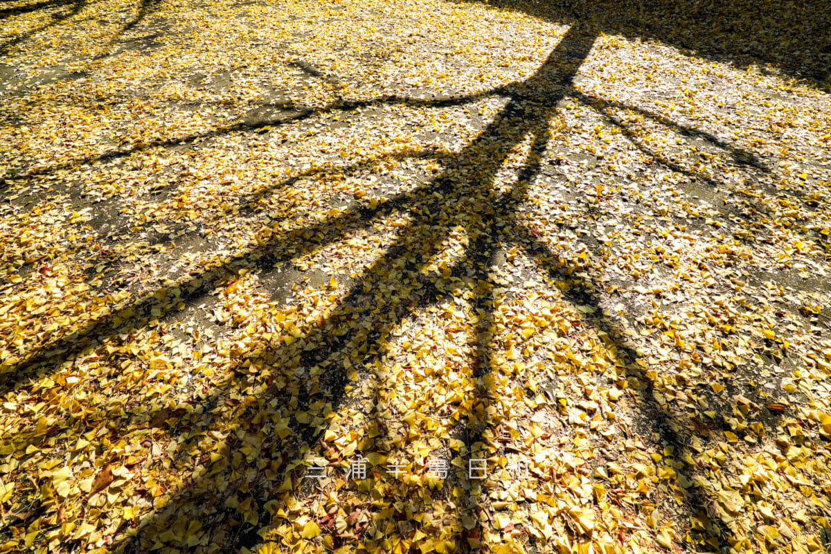 南郷上ノ山公園・イチョウの落葉と枯れ木のシルエット(撮影日:2025.11.28)
