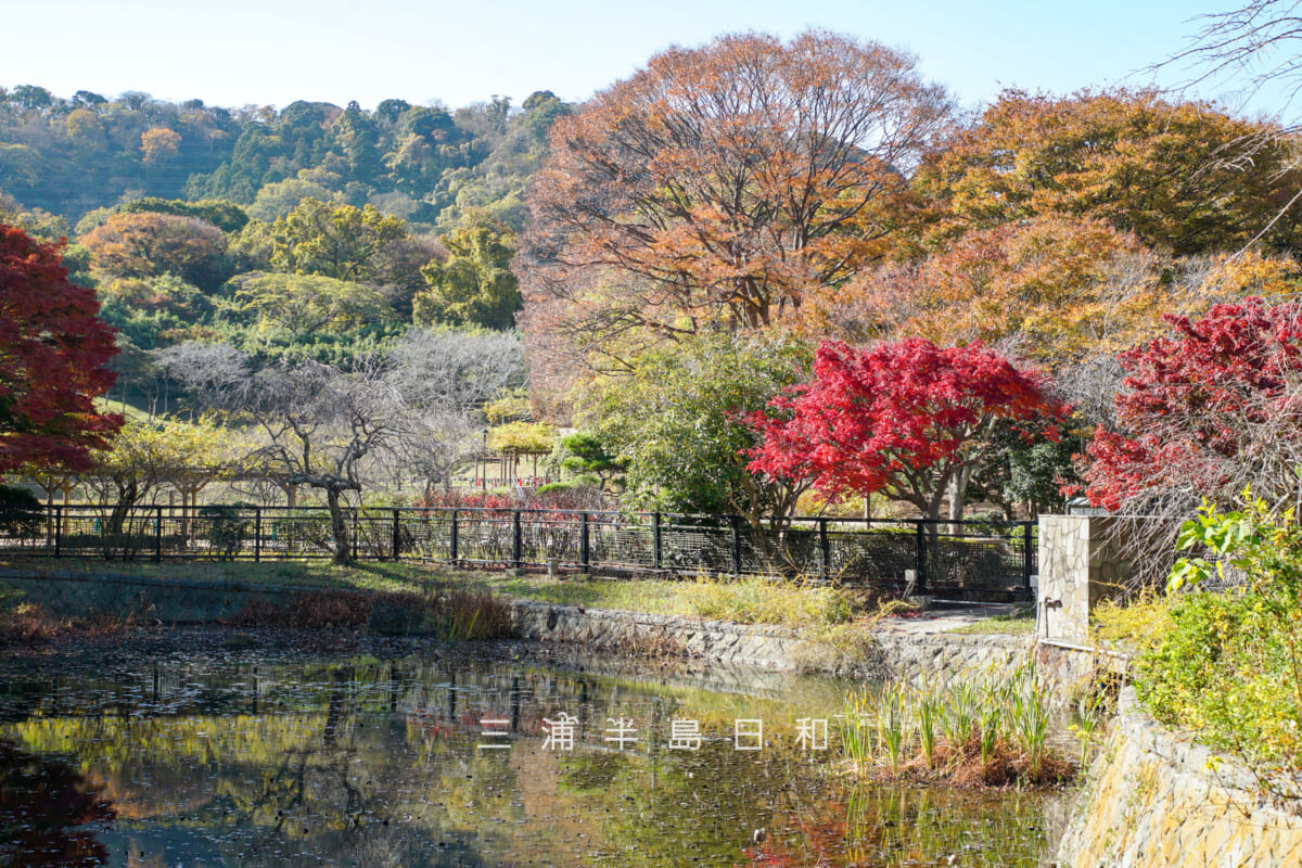 横須賀しょうぶ園・入口付近の紅葉(撮影日:2025.11.28)