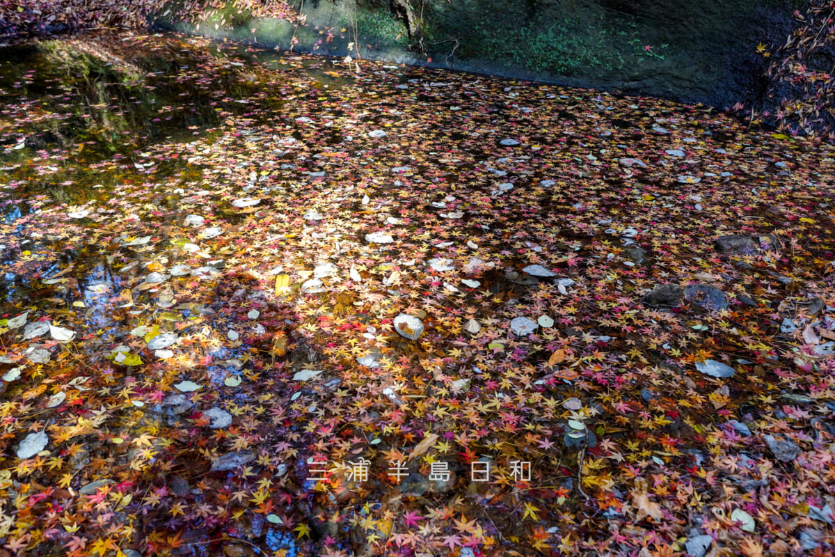 紅葉ヶ淵(吉沢川渓流)・水溜りに浮かぶモミジの落葉(撮影日:2025.12.10)