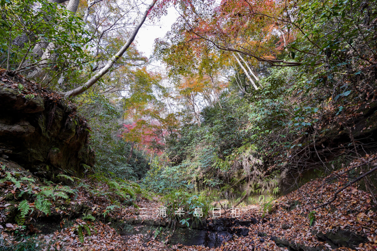 吉沢川渓流-上流の紅葉スポット③・紅葉したモミジを見上げる(撮影日:2025.12.10)