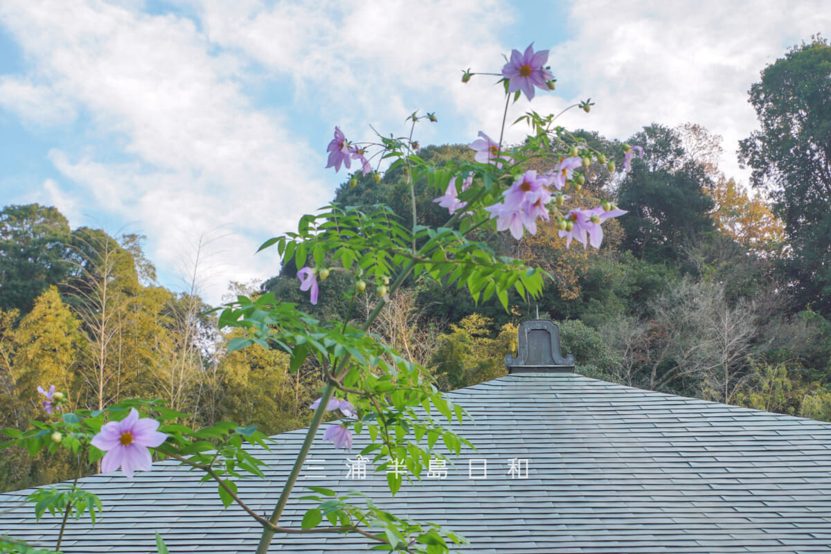 瑞泉寺・皇帝ダリア(撮影日:2025.12.10)